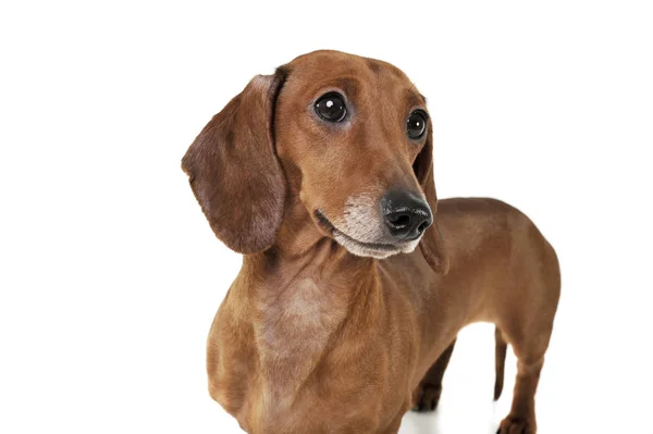 스튜디오 촬영 사랑 스러운 Dachshund 궁금하게 보고 — 스톡 사진