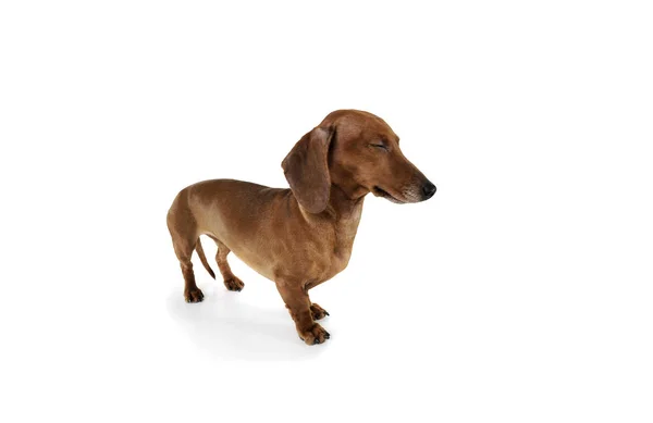 Studio shot of an adorable Dachshund with closed eyes — 스톡 사진
