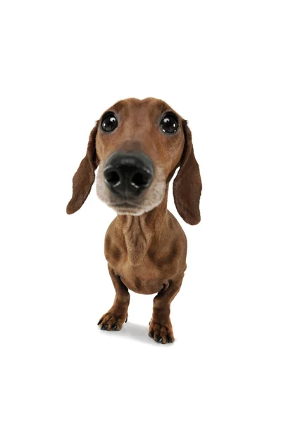Wide angle shot of an adorable Dachshund looking curiously at the camera — Stock fotografie