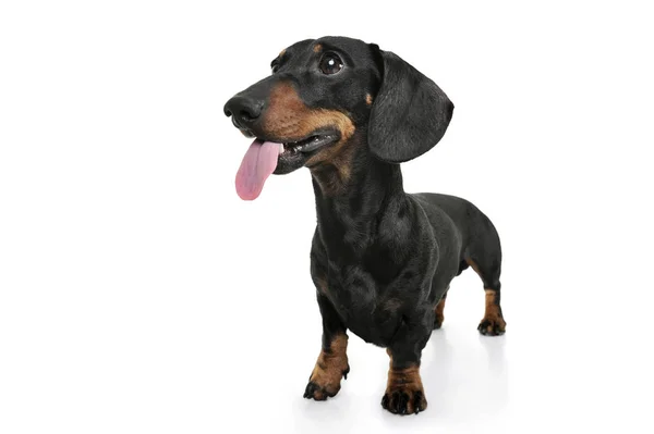 Studio shot of an adorable Dachshund with hanging tongue — Stock Photo, Image