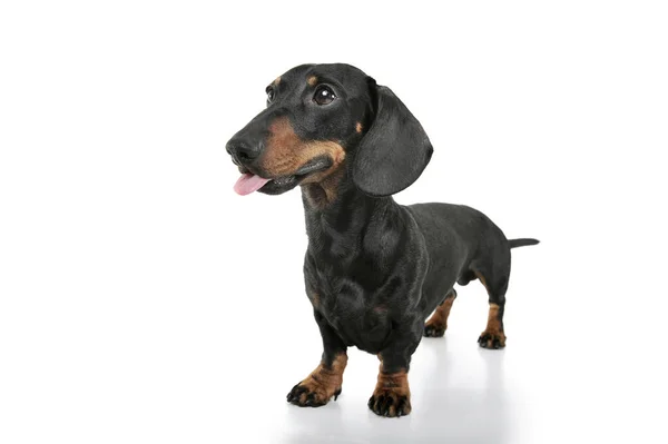 Studio shot of an adorable Dachshund looking curiously — Zdjęcie stockowe