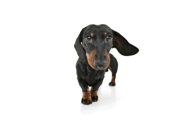 Studio shot of an adorable Dachshund looking curiously at the camera — Stockfoto