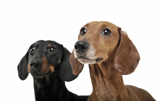 Studio shot of two adorable Dachshund looking curiously at the camera — Φωτογραφία Αρχείου