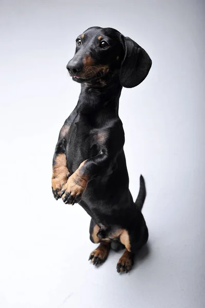 Estúdio tiro de um adorável Dachshund em pé sobre as pernas traseiras — Fotografia de Stock