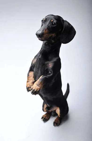 Studio shot of an adorable Dachshund standing on hind legs — Stockfoto