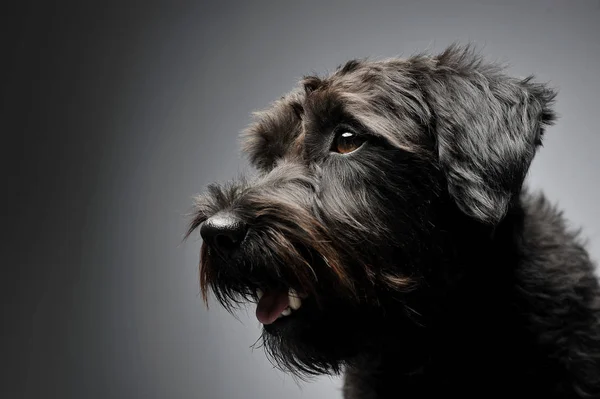 Portrait of an adorable wire-haired mixed breed dog looking curiously — 스톡 사진