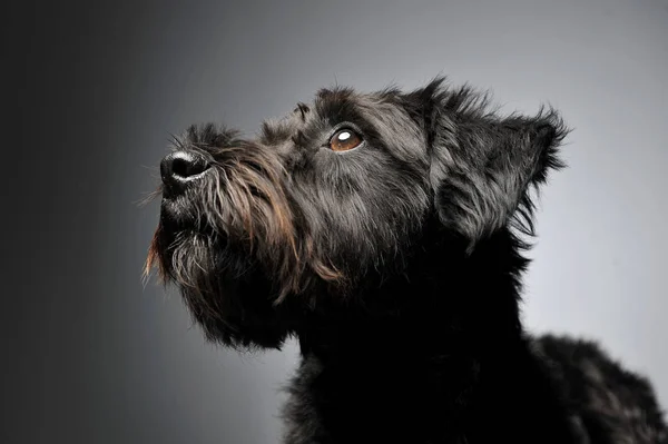 Portrait d'un adorable chien de race mixte à poil métallique levant les yeux curieusement — Photo