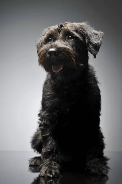 Studio shot of an adorable wire-haired mixed breed dog looking curiously — 图库照片