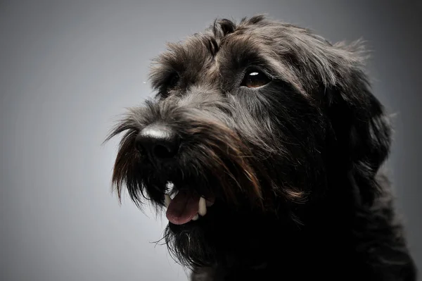 Portrait of an adorable wire-haired mixed breed dog looking satisfied — 스톡 사진