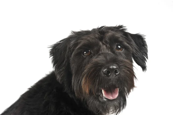 Portrait of an adorable wire-haired mixed breed dog looking satisfied — Stock fotografie
