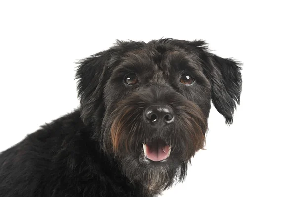 Retrato de um adorável cão de raça mista de pêlo duro parecendo satisfeito — Fotografia de Stock