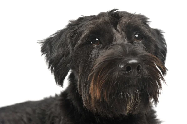 Портрет очаровательной собаки смешанной породы с проволочными волосами, любопытно смотрящей в камеру — стоковое фото