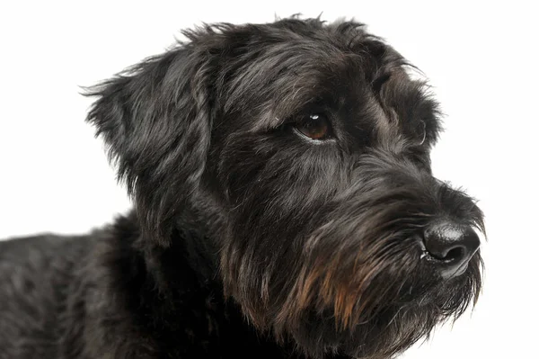 Портрет очаровательной собаки смешанной породы с проволочными волосами, выглядящей любопытно — стоковое фото