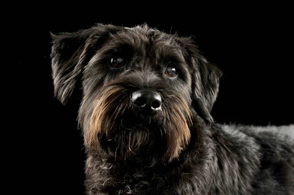Portrait of an adorable wire-haired mixed breed dog looking curiously at the camera — 스톡 사진