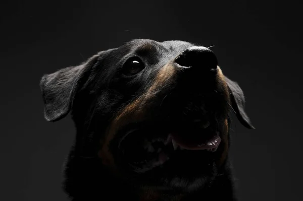 Retrato de un adorable cachorro Rottweiler mirando hacia arriba curiosamente — Foto de Stock