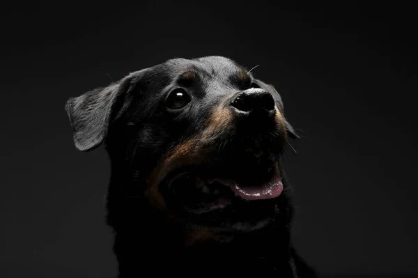 Porträt eines entzückenden Rottweiler Welpen, der neugierig nach oben schaut — Stockfoto