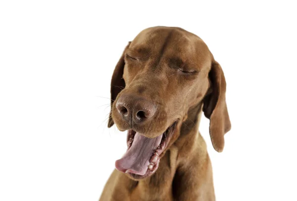 Portrait of an adorable magyar vizsla yawning on white background — Stockfoto