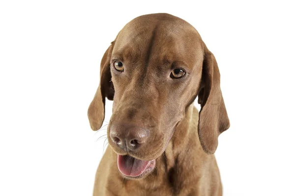Portrait of an adorable magyar vizsla looking curiously at the camera — Stock Photo, Image