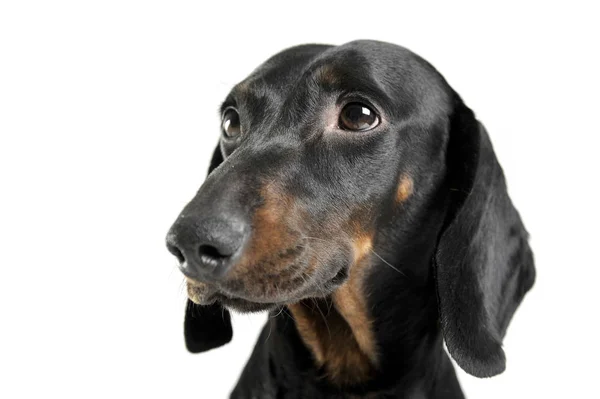 Portrait of an adorable black and tan short haired Dachshund looking curiously — Φωτογραφία Αρχείου