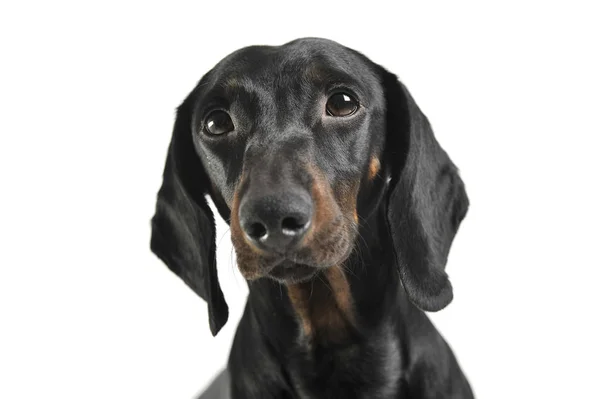 An adorable black and tan short haired Dachshund looking curiously at the camera — Stock Photo, Image