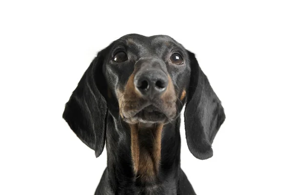 An adorable black and tan short haired Dachshund looking up curiously — Stock fotografie