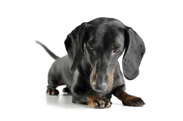 Studio shot of an adorable black and tan short haired Dachshund looking down sadly — Zdjęcie stockowe