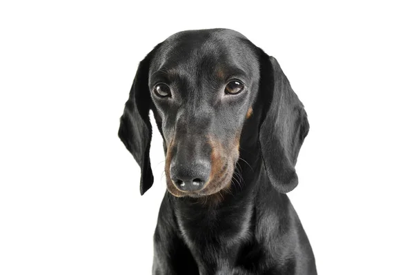 Um adorável preto e bronzeado de cabelos curtos Dachshund olhar triste — Fotografia de Stock