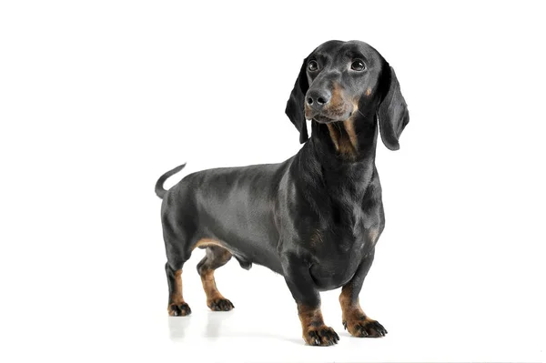 Studio shot of an adorable black and tan short haired Dachshund looking curiously — Zdjęcie stockowe
