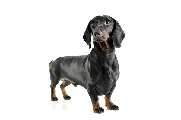 Um adorável preto e bronzeado de cabelos curtos Dachshund olhando curiosamente para a câmera — Fotografia de Stock