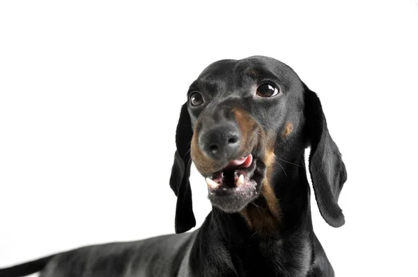 An adorable black and tan short haired Dachshund looking satisfied — Stockfoto