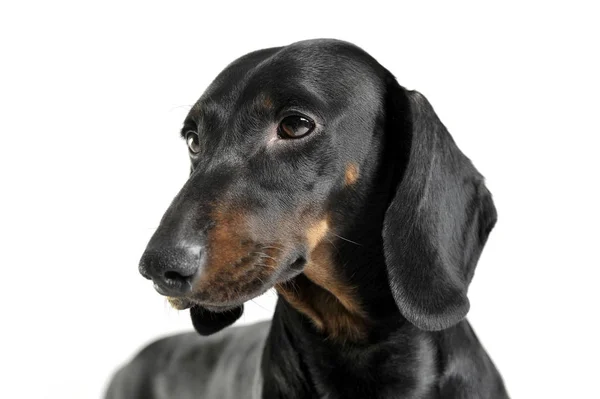 An adorable black and tan short haired Dachshund looking sad — Stock Photo, Image