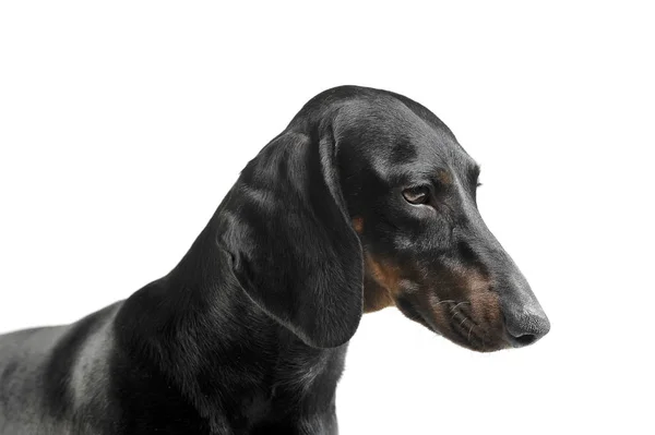 An adorable black and tan short haired Dachshund looking sad — Zdjęcie stockowe