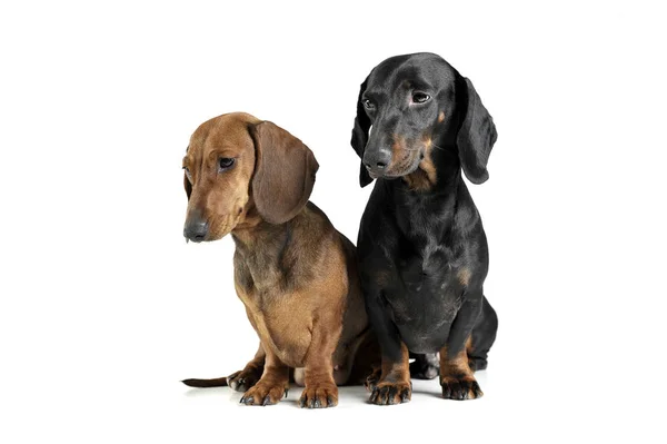 Estúdio tiro de dois adoráveis de cabelos curtos Dachshund olhando curiosamente — Fotografia de Stock