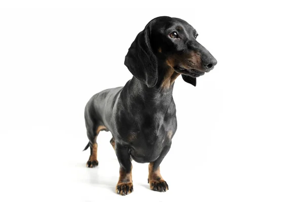 Estúdio tiro de um preto adorável e bronzeado de cabelos curtos Dachshund olhando curiosamente — Fotografia de Stock