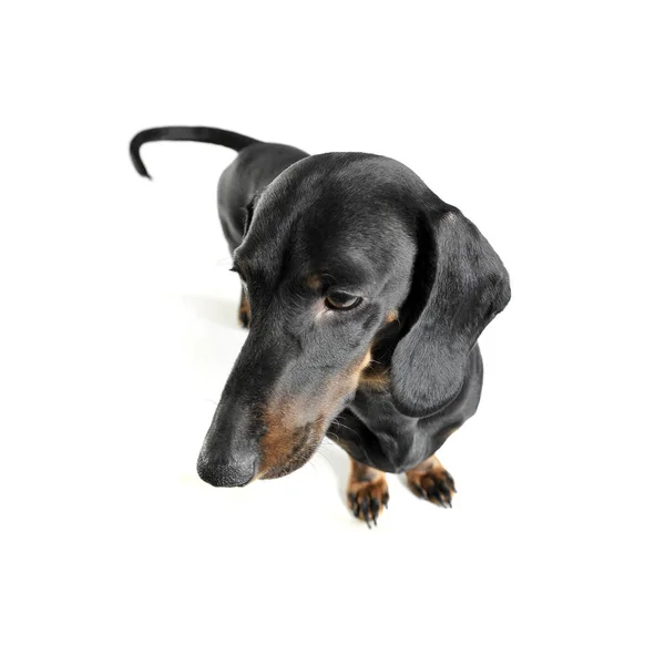 Studio shot of an adorable black and tan short haired Dachshund looking curiously — Stok fotoğraf