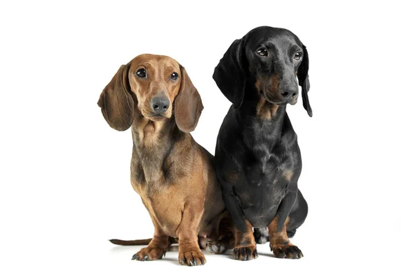 Studio shot of two adorable short haired Dachshund looking curiously — Φωτογραφία Αρχείου