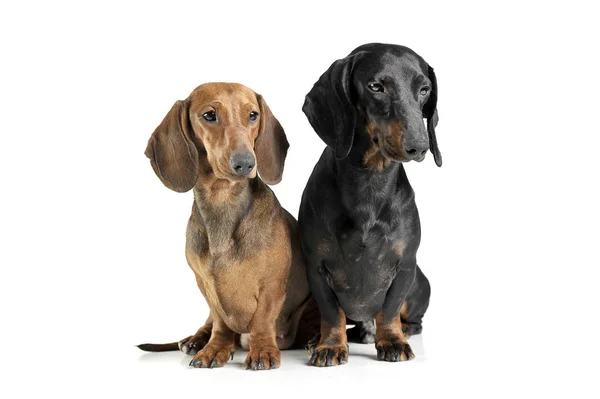 Estúdio tiro de dois adoráveis de cabelos curtos Dachshund olhando curiosamente — Fotografia de Stock