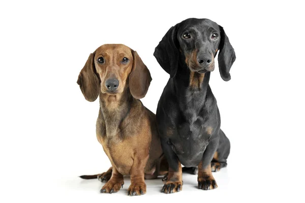 Estúdio tiro de dois adoráveis de cabelos curtos Dachshund olhando curiosamente para a câmera — Fotografia de Stock