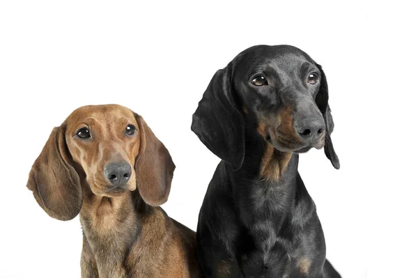 Retrato de dois adoráveis de cabelos curtos Dachshund olhando curiosamente — Fotografia de Stock