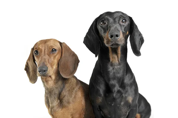 Retrato de dois adoráveis de cabelos curtos Dachshund olhando curiosamente para a câmera — Fotografia de Stock