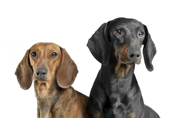 Retrato de dois adoráveis de cabelos curtos Dachshund olhando curiosamente — Fotografia de Stock