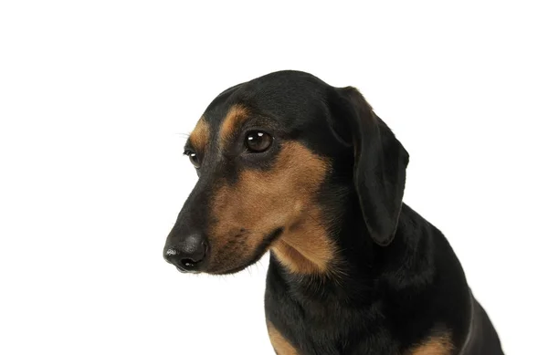 Portrait of an adorable Dachshund looking sad — Stok fotoğraf