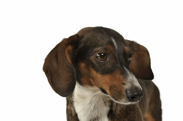 Portrait of an adorable mixed breed dog with long ears looking shy — Stock fotografie