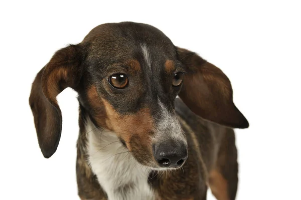 Portrait of an adorable mixed breed dog with long ears looking shy — Stock fotografie