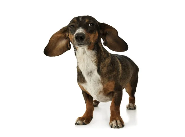 Studio shot of an adorable mixed breed dog with long ears looking funny — Φωτογραφία Αρχείου