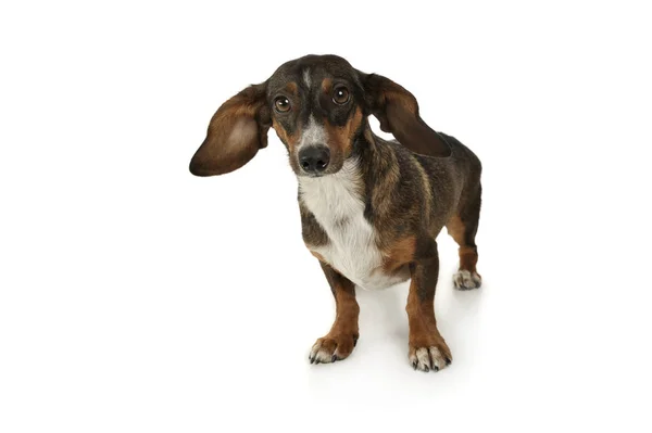 Studio shot of an adorable mixed breed dog with long ears looking funny — Stock fotografie