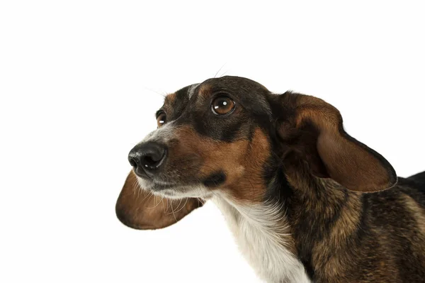Retrato de un perro de raza mixta adorable con orejas largas buscando divertido — Foto de Stock