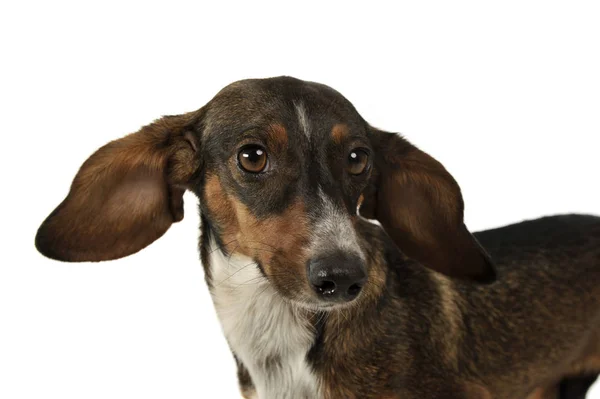 Portrait of an adorable mixed breed dog with long ears looking funny — Stock fotografie