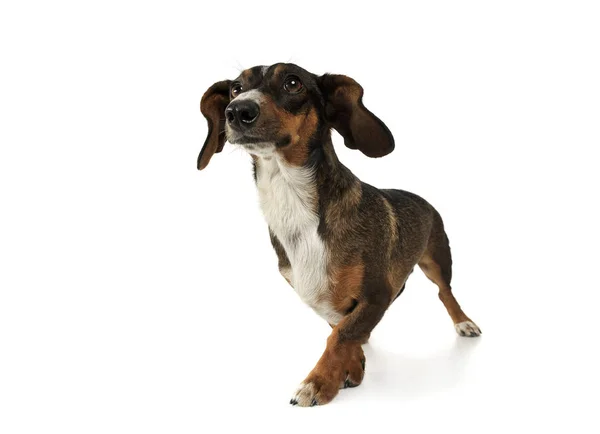 Studio shot of an adorable mixed breed dog with long ears looking funny — Stock fotografie