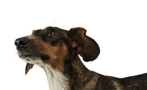 Retrato de un perro de raza mixta adorable con orejas largas mirando curiosamente —  Fotos de Stock